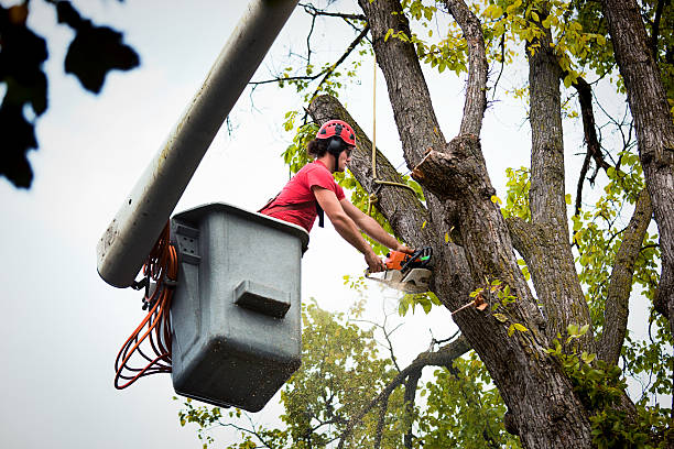 Best Tree Preservation Services  in Palmyra, MO